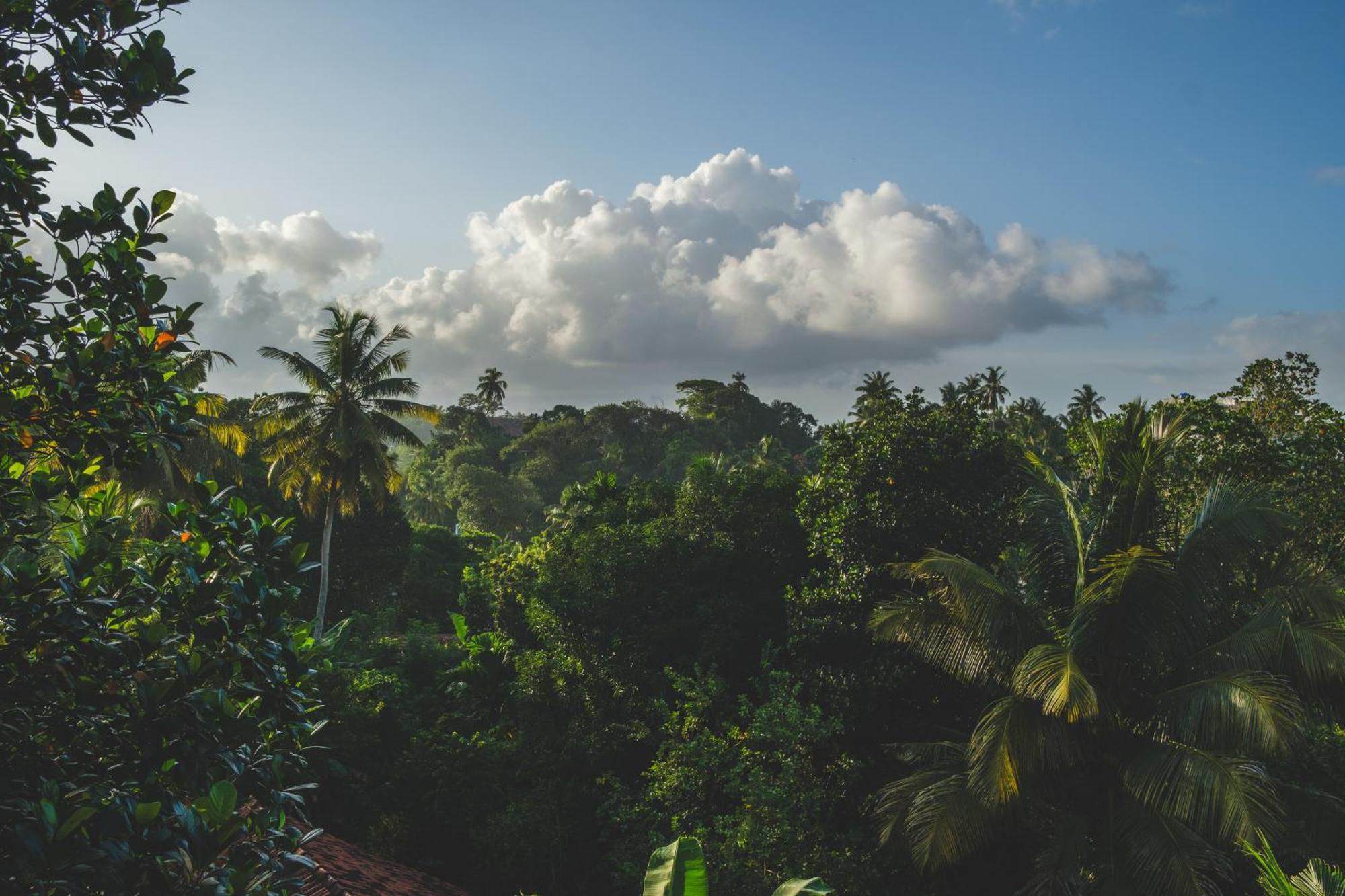 Hotel The Jungle View à Mirissa Extérieur photo