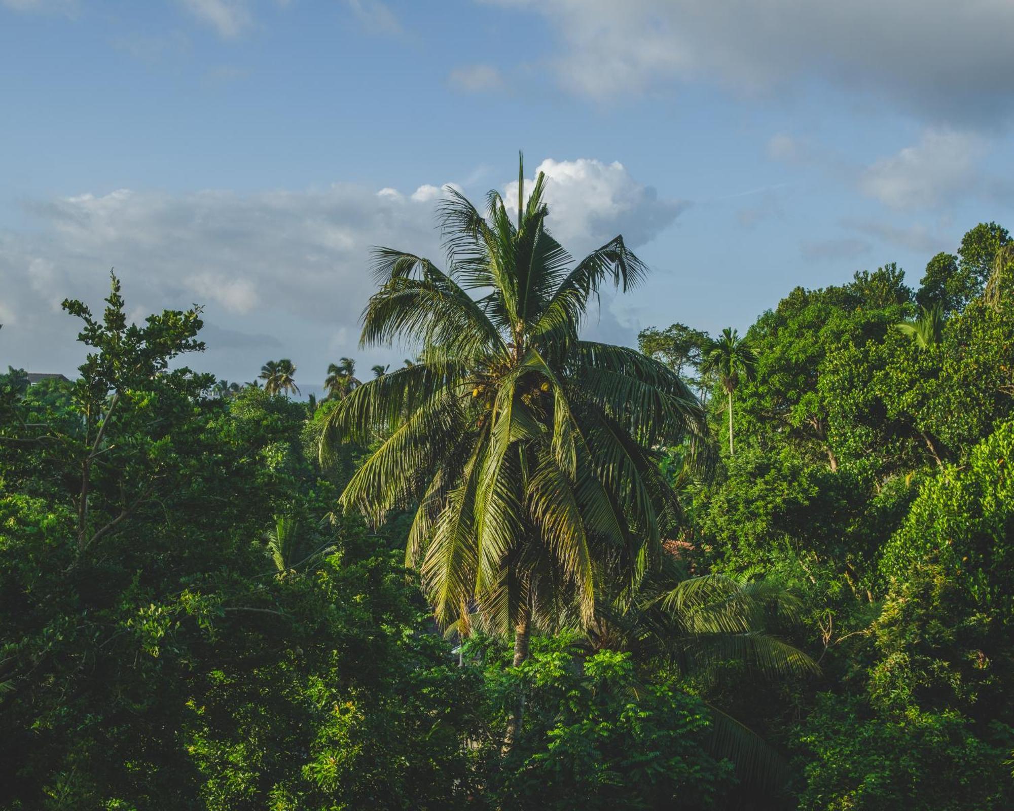 Hotel The Jungle View à Mirissa Extérieur photo